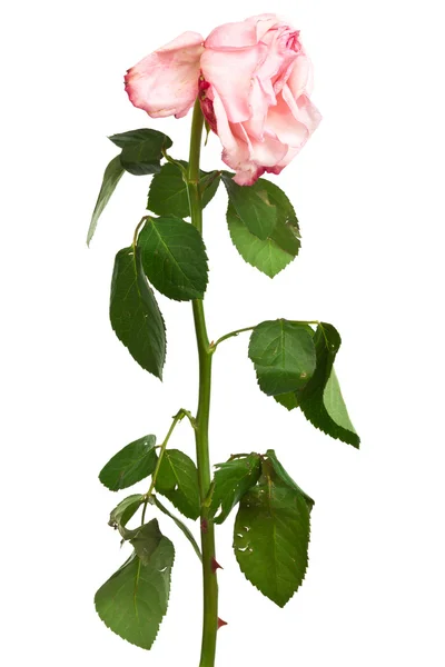 Rosas rosadas descoloridas — Foto de Stock