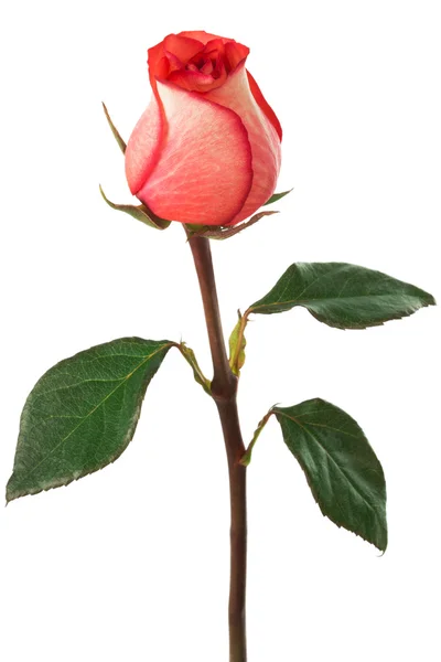 Scharlachrose — Stockfoto