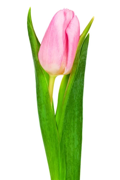 Enkele roze tulp — Stockfoto