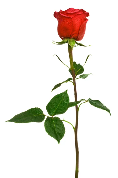猩红色的玫瑰 — 图库照片