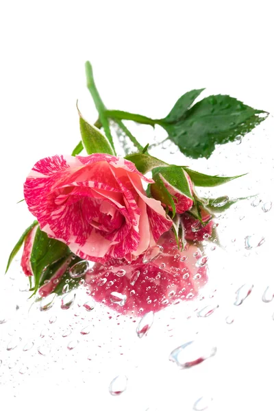 赤のストライプのネクタイ在镜像服务器上的粉红玫瑰 — Stock fotografie