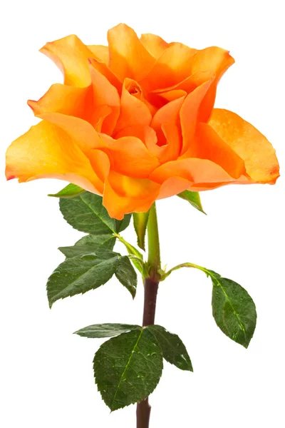 Single orange rose — Stock Photo, Image