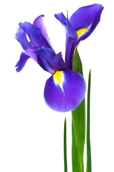 Purple iris — Stock Photo, Image