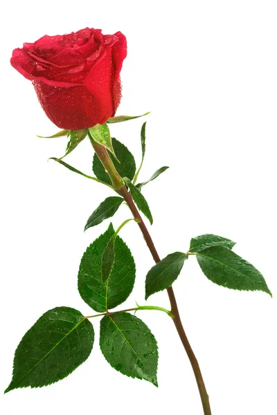 Jedna Szkarłatna róża — Zdjęcie stockowe