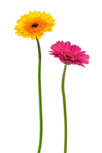 Gerber żółty i różowy — Zdjęcie stockowe