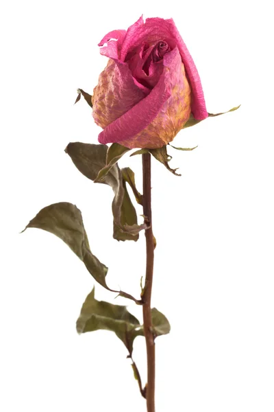 Рожеві троянди сухий — стокове фото