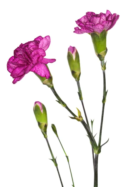 Краси, фіолетові гвоздики — стокове фото