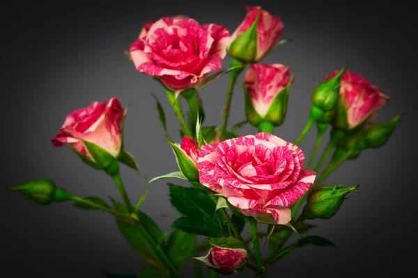 Růže zblízka — Stock fotografie