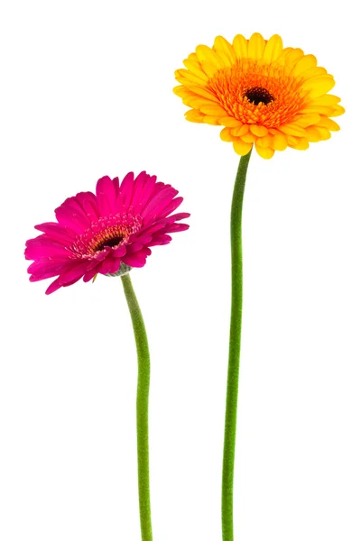 Gelbe und rosa Gerber — Stockfoto