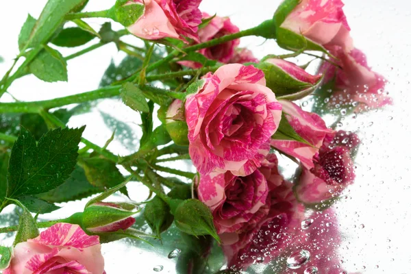 Růže na zrcadlo — Stock fotografie