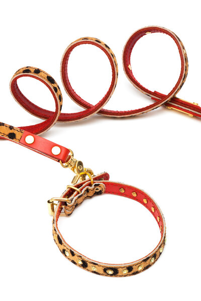 Nice leash and collar