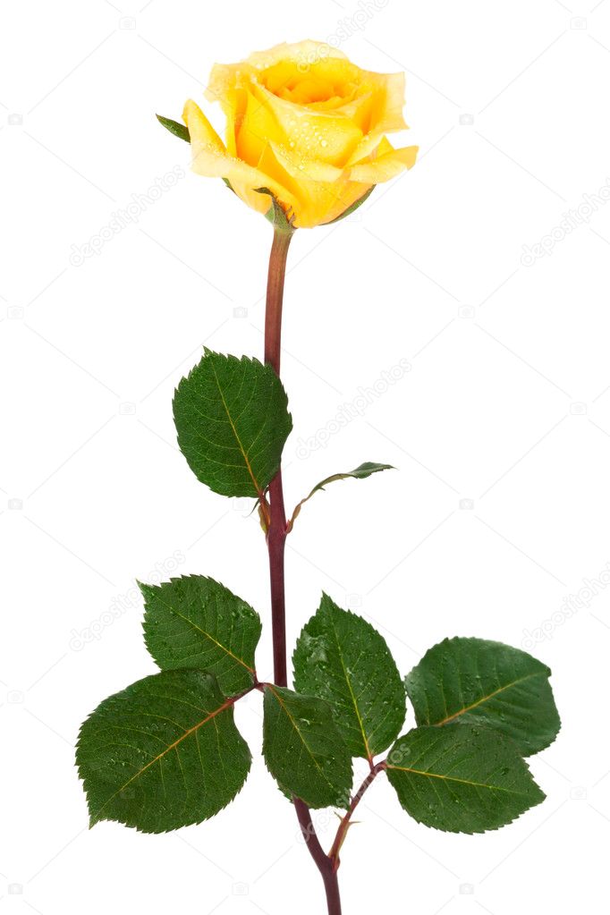 Single Yellow Rose Stock Photo Igterex 7031237