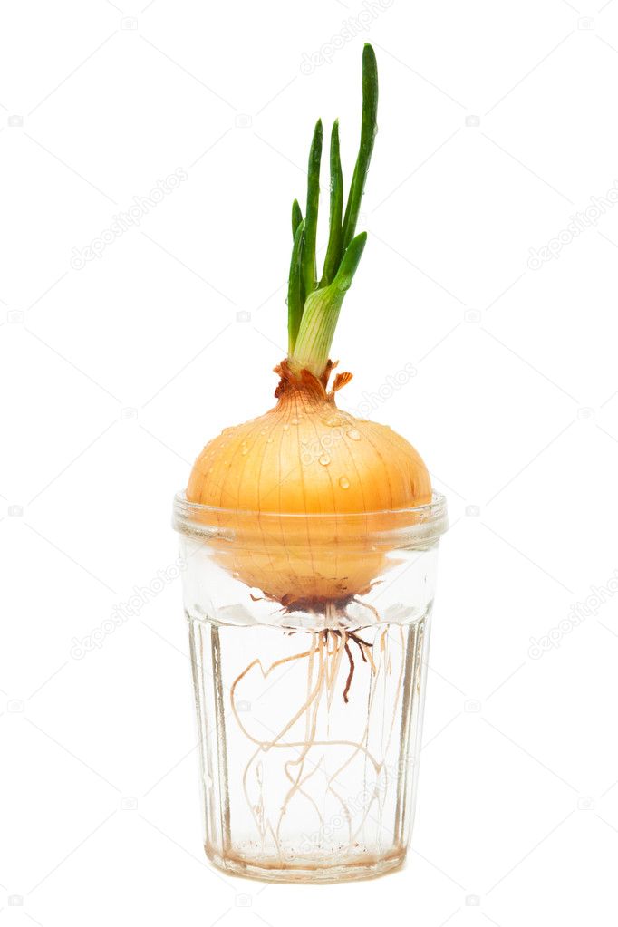 Onions in a glass