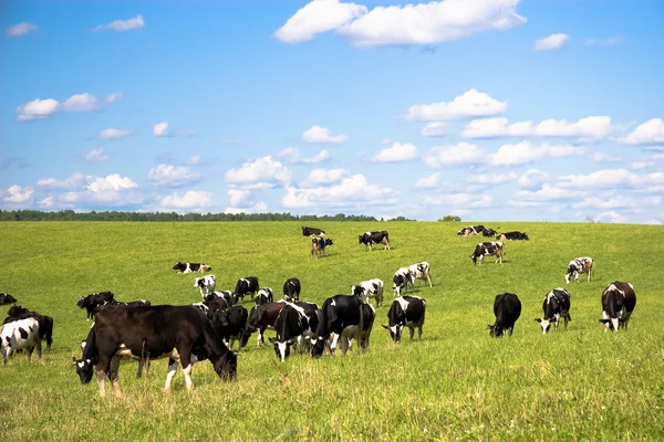 stock image Cows on the meadow