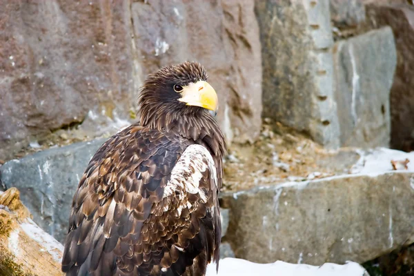 stock image Eagle in nature