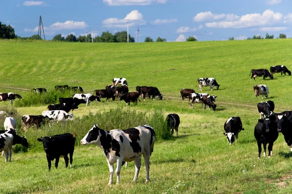 stock image Cows on the meadow