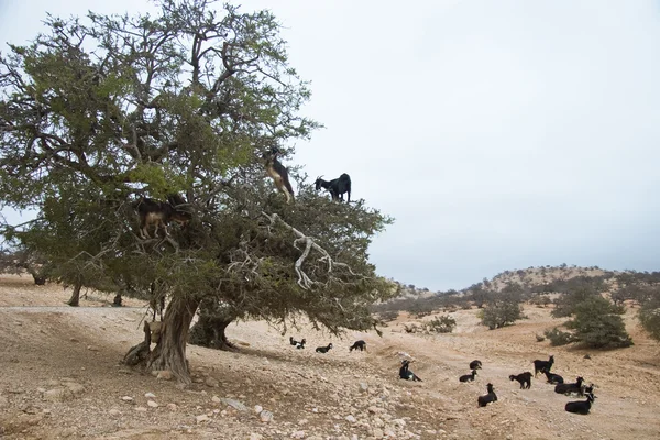 stock image Moroccan goats