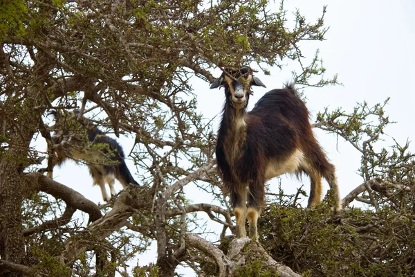 モロッコのヤギ — ストック写真