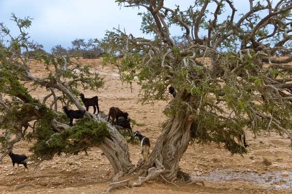 Moroccan goats — Stock Photo, Image
