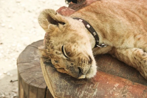 stock image Sleeping lion