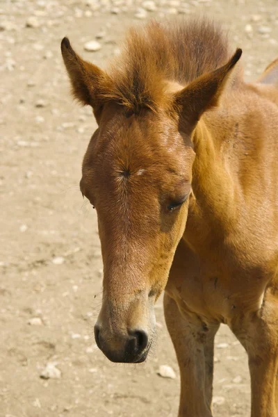 Foal w polu — Zdjęcie stockowe