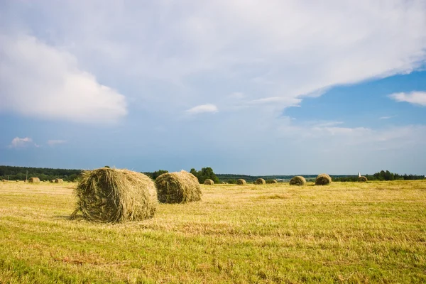 Hay stacks on the field - Summer rural landscape — Stock Photo, Image