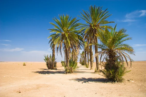 Palms in the desert - Morocco — Stock Photo, Image