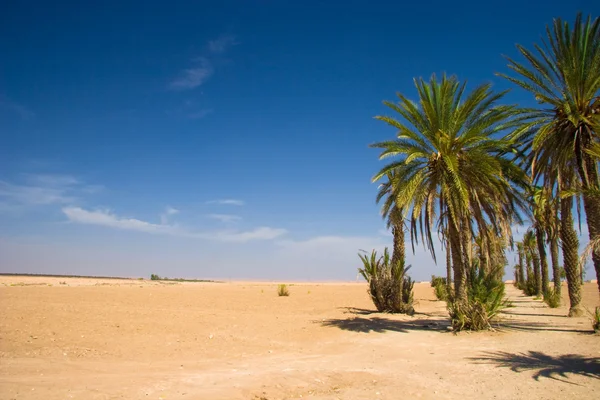 Palmiers dans le désert - Maroc — Photo