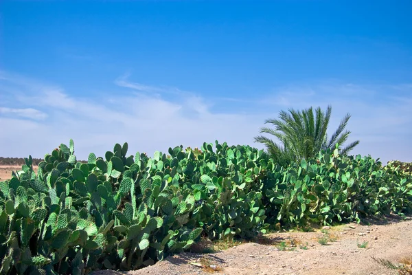 Moroccan cactuses — Stock Photo, Image