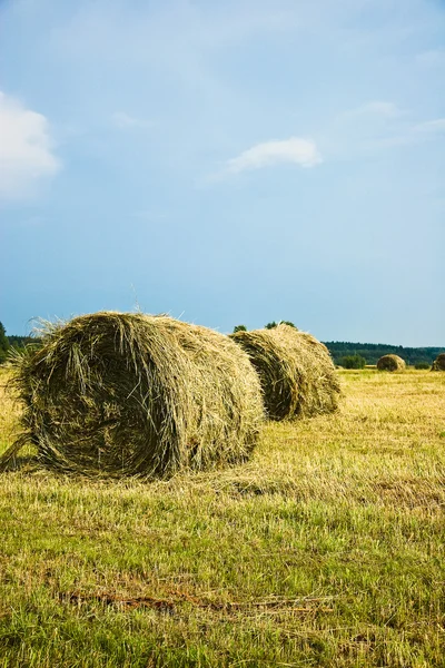 Hay stacks on the field - Summer rural landscape — Stock Photo, Image