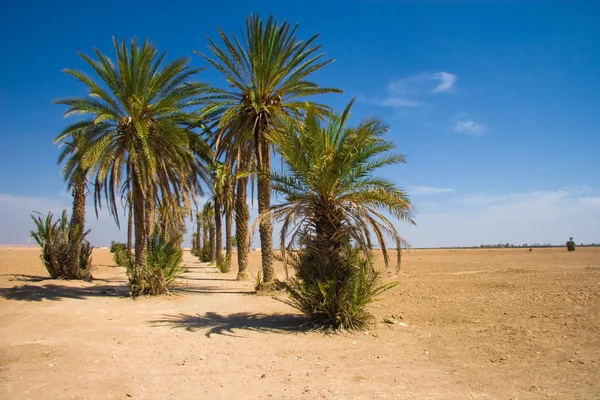 Palmas no deserto - Marrocos — Fotografia de Stock