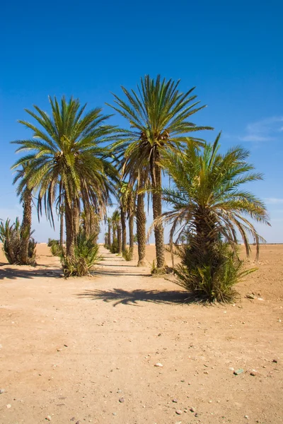 stock image Palms in the desert - Morocco