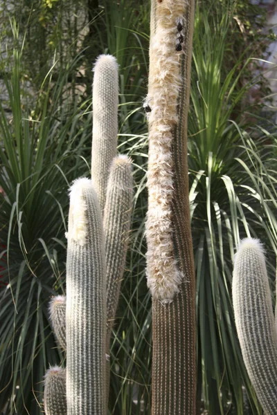 stock image Cactuses