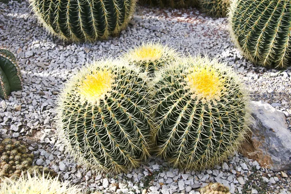 stock image Cactuses