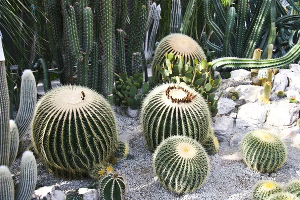 Cactuses — Stock Photo, Image