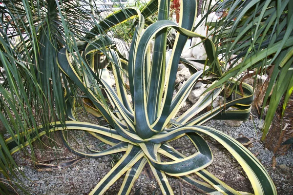 stock image Cactuses