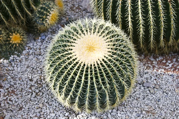 Stock image Cactuses