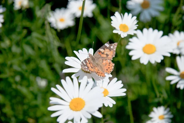 stock image Camomiles