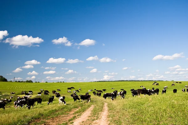 stock image Cows on the meadow