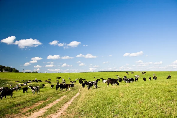 stock image Cows on the meadow