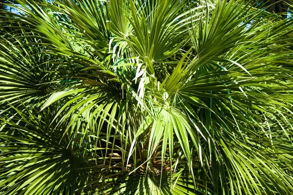 Palmy — Zdjęcie stockowe