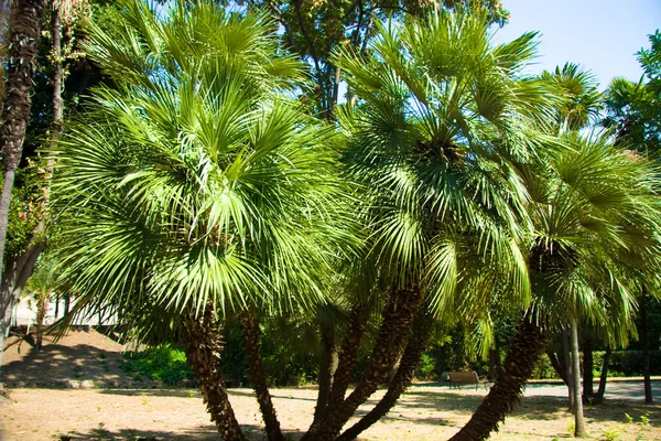 stock image Palm Tree