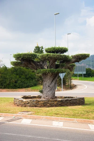 在瓦伦西亚，西班牙在十字路口上棵美丽的树 — 图库照片