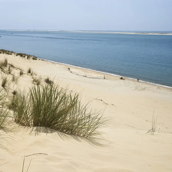 海の近くの砂漠の砂丘 — ストック写真