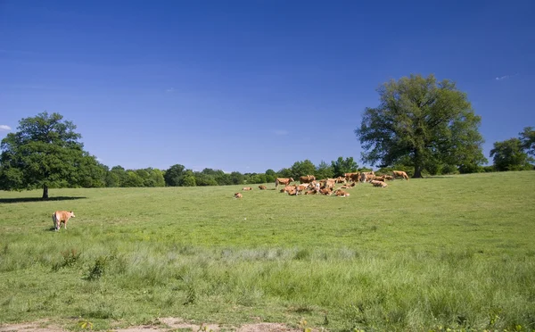 Cows on the meadow — Stock Photo, Image