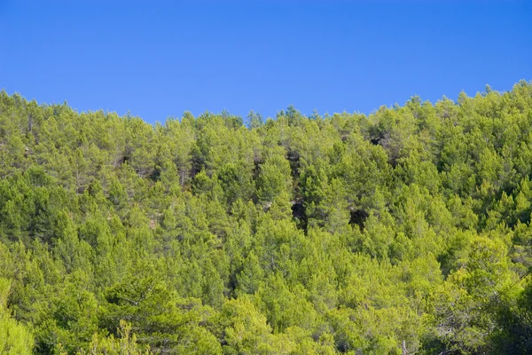 Waldhügel der Ibiza, Spanien — Stockfoto