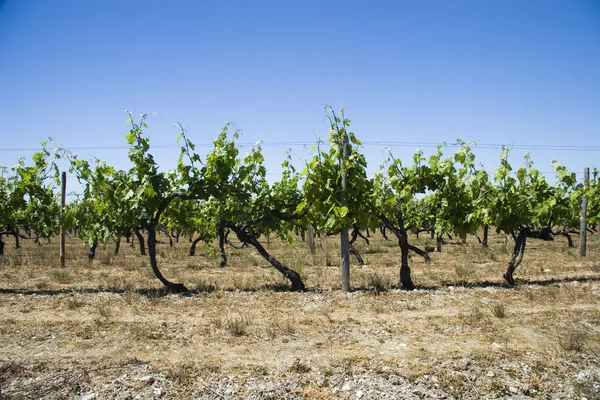 Wijngaarden in de zomer — Stockfoto
