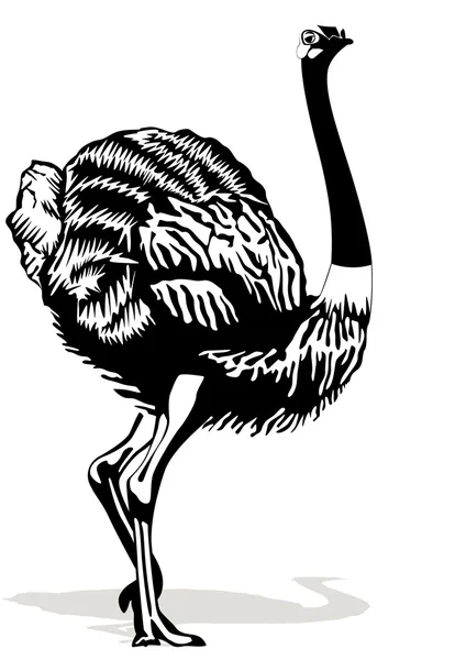 Avestruz sobre fondo blanco — Vector de stock