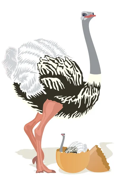 Struisvogel met kuikens — Stockvector