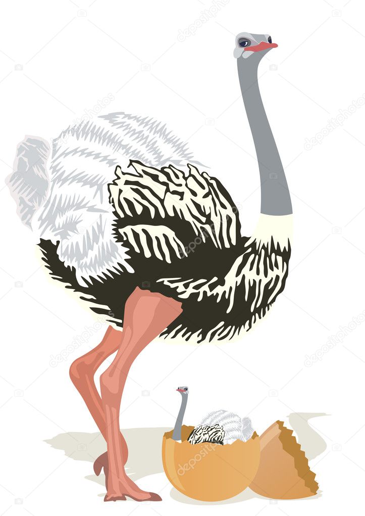 Ostrich with chicks